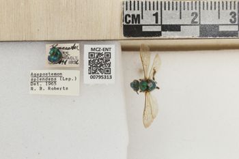 Media type: image;   Entomology 795313 Aspect: Labels